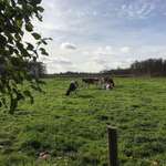 Hundeauslaufgebiet-Kleiner Rundgang Dätgen-Bild