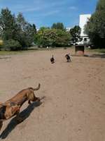 Hundeauslaufgebiet-Hohenschönhausen-Bild