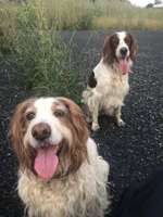 Suchmeldung-Kira-Bild