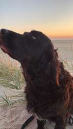 Suchmeldung-Martha-Bild