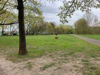 Hundeauslaufgebiet-Johann-Jakob-Weber-Platz-Bild