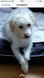 Suchmeldung-Struppi-Bild