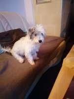 Suchmeldung-Benny-Bild