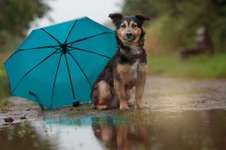 Die Dogorama Wochen Challenge: “Regenspaziergänge"-Beitrag-Bild