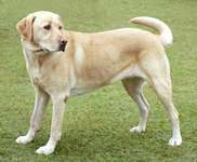 Was macht den Labrador Retriever aus?-Beitrag-Bild