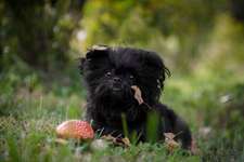 Affenpinscher-Beitrag-Bild