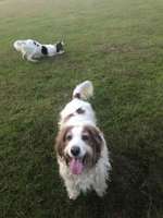 Suchmeldung-Kira-Bild