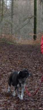 Suchmeldung-Budy-Bild