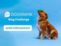 Dogorama Blog Challenge: Hundetricks-Beitrag-Bild