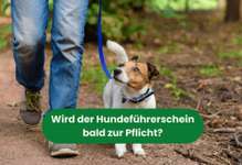 Können mit dem Hundeführerschein Unfälle und Misshandlungen vorbeugend verhindert werden?-Beitrag-Bild