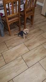 Suchmeldung-Rambo-Bild