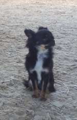 Suchmeldung-Trixie-Bild