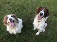 Suchmeldung-Kira-Bild