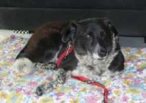 Suchmeldung-Budy-Bild