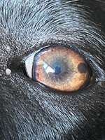 Schwarzer Fleck im Auge-Beitrag-Bild