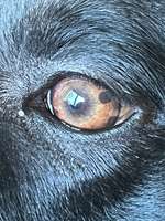 Schwarzer Fleck im Auge-Beitrag-Bild