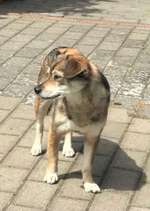 Suchmeldung-Emmi-Bild