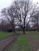 Hundeauslaufgebiet-Volkspark Schwelgern-Bild