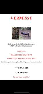 Suchmeldung-Bella-Bild