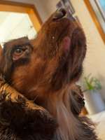 Zahnfehlstellung? / Verletzung Lefze-Beitrag-Bild