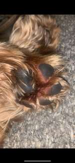 Pfotenballen rot-Beitrag-Bild