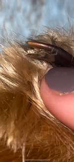 Gebrochene/brüchige Daumenkralle-Beitrag-Bild