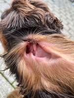 Rote Punkte / Pusteln / Quaddeln im Ohr-Beitrag-Bild