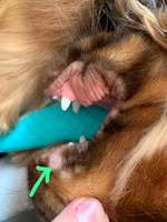 Zahnfehlstellung? / Verletzung Lefze-Beitrag-Bild