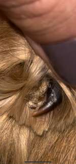 Gebrochene/brüchige Daumenkralle-Beitrag-Bild