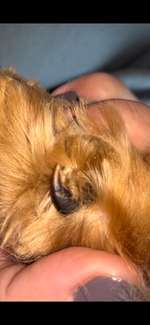 Gebrochene/brüchige Daumenkralle-Beitrag-Bild