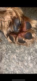 Pfotenballen rot-Beitrag-Bild