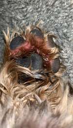 Pfotenballen rot-Beitrag-Bild