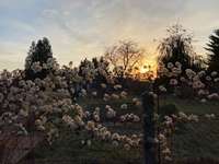 Hundeauslaufgebiet-Hellerblick-Bild