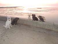 Hundeauslaufgebiet-Hundestrand Dorum-Neufelder-Bild