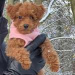 Ersteller:in Valmira Profilbild