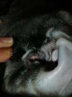 Kreisrunde Verdickung um eine Zitze-Beitrag-Bild