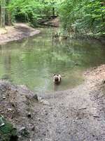 Hundeauslaufgebiet-Steinbruch, Grube7-Bild