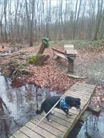 Hundeauslaufgebiet-Naturschutzgebiet "Die Wüste" in Mannersdorf-Bild