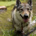 Wie reagiert mein Hund auf einen Zweithund?-Beitrag-Bild