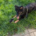 Wie reagiert mein Hund auf einen Zweithund?-Beitrag-Bild