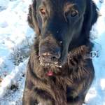 Fütterung im Winter-Beitrag-Bild