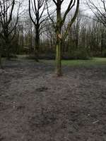 Hundeauslaufgebiet-Nordsternpark-Bild