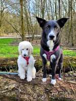 Hundeauslaufgebiet-Kleine Feldrunde am Hexbachtal-Bild