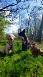 Hundeauslaufgebiet-Bräuckerwald-Bild