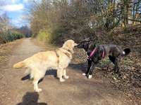 Hundeauslaufgebiet-Bräuckerwald-Bild