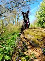 Hundeauslaufgebiet-Kleine Feldrunde am Hexbachtal-Bild