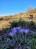 Hundeauslaufgebiet-Kleine Feldrunde am Hexbachtal-Bild