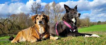 Hundeauslaufgebiet-Kleine Feldrunde am Hexbachtal-Bild