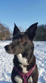 Hundeauslaufgebiet-Bräuckerwald-Bild