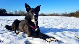 Hundeauslaufgebiet-Kleine Feldrunde am Hexbachtal-Bild